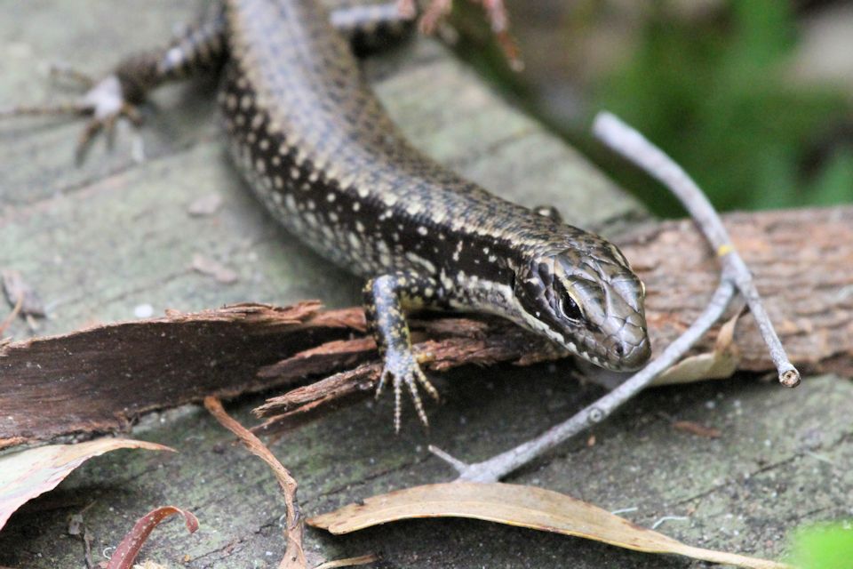 Southern Water Skink (Eulamprus tympanum)